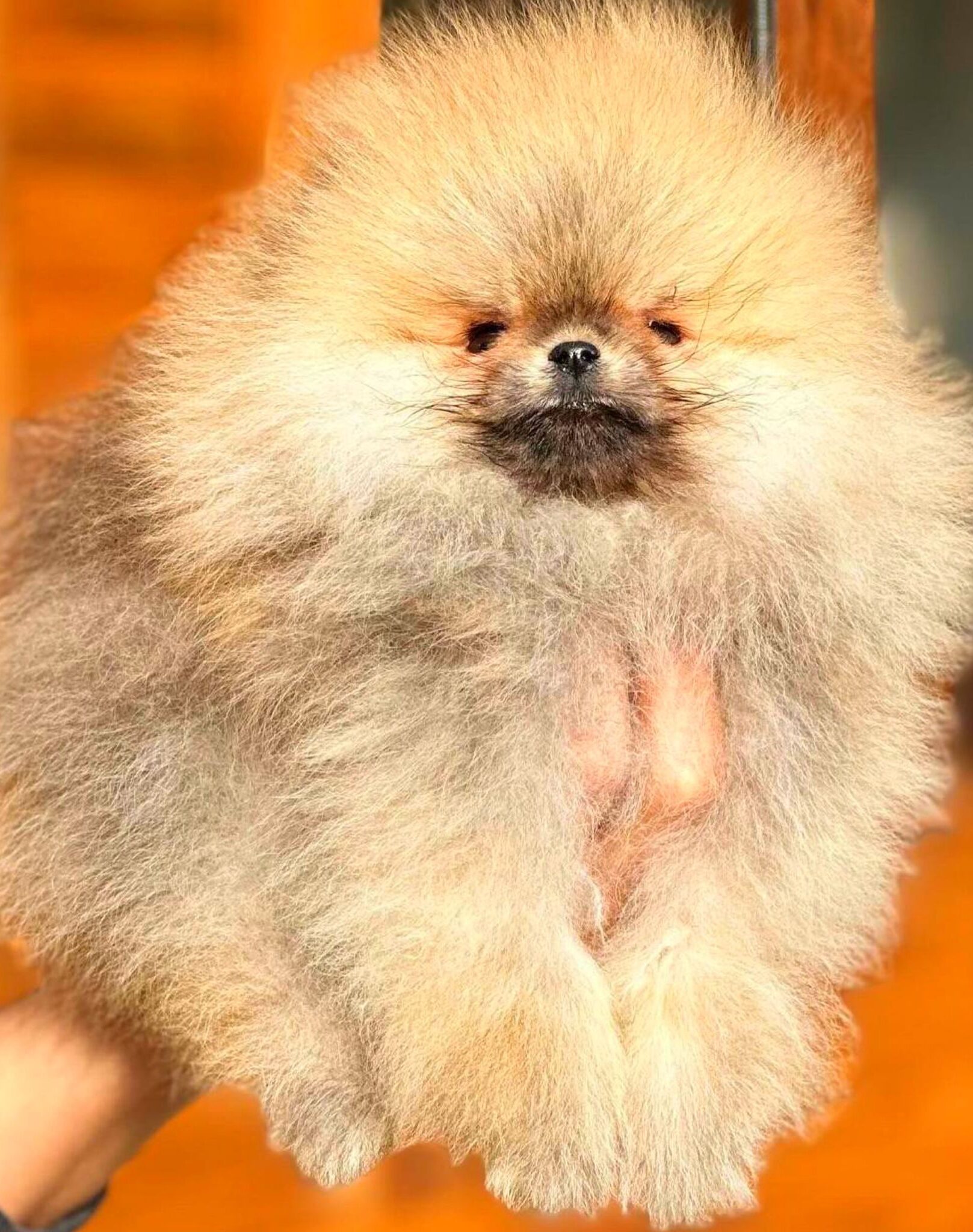 Turkey Puppies Yavrularımız Tiny Pomeranian Boo
