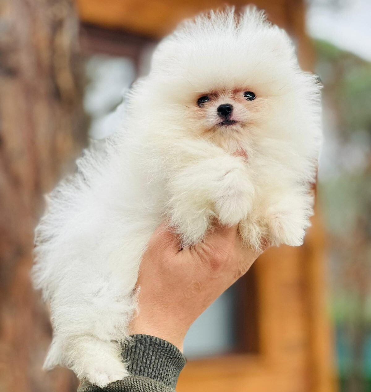 Turkey Puppies Yavrularimiz Pomeranian Boo Bozo