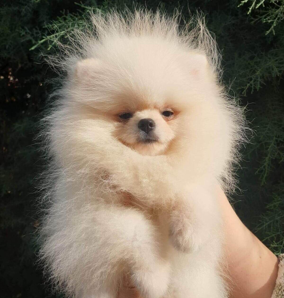 Turkey Puppies Yavrularimiz Pomeranian Boo Beti