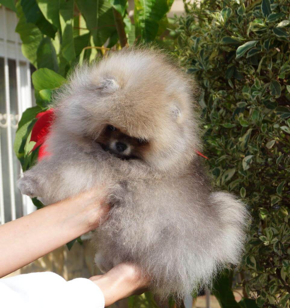 Turkey Puppies Yavrularimiz Pomeranian Boo Gofret