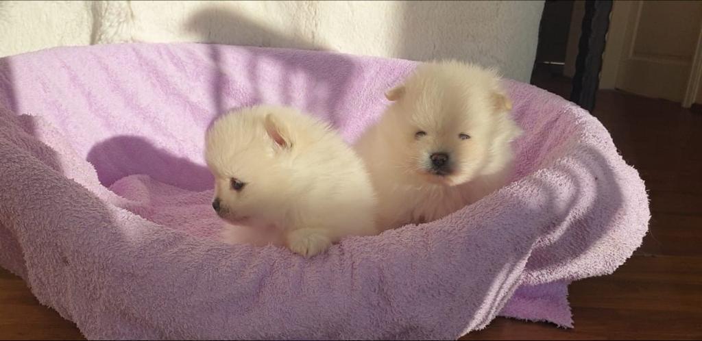 Pomeranian Beyaz Disi/Erkek Turkey Puppies