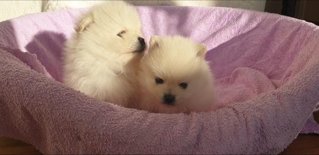 Pomeranian Beyaz Disi/Erkek Turkey Puppies