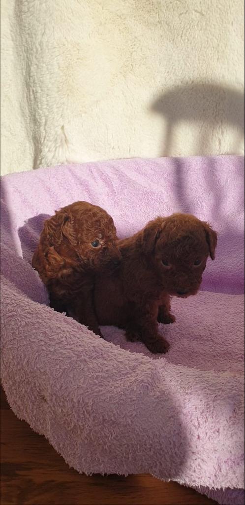 Kahverengi Toy Poodle Dişi/Erkek Turkey Puppies