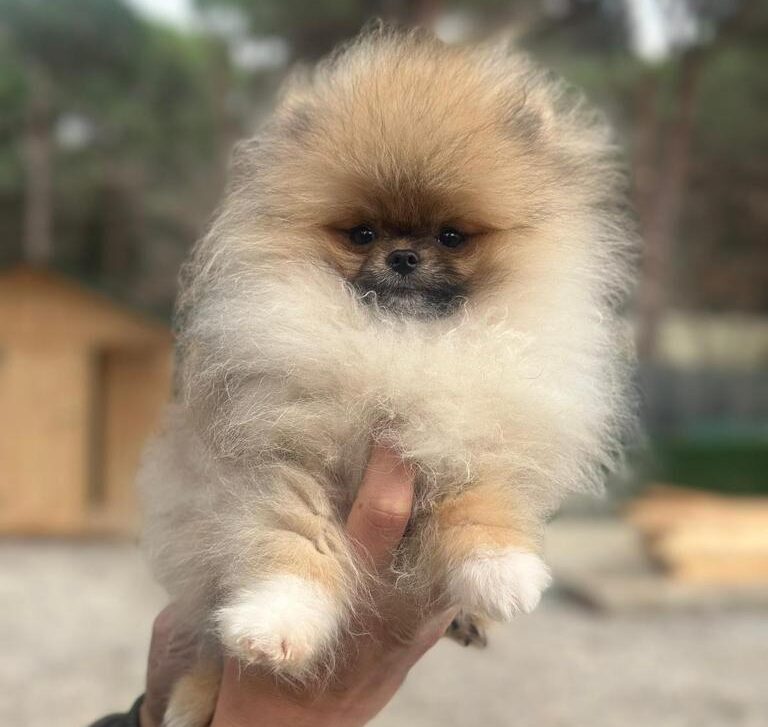 Turkey Puppies Yavrularimiz Pomeranian Boo Gizmo