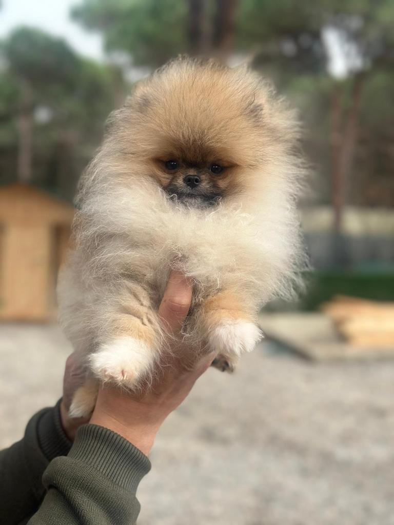Turkey Puppies Yavrularimiz Pomeranian Boo Gizmo
