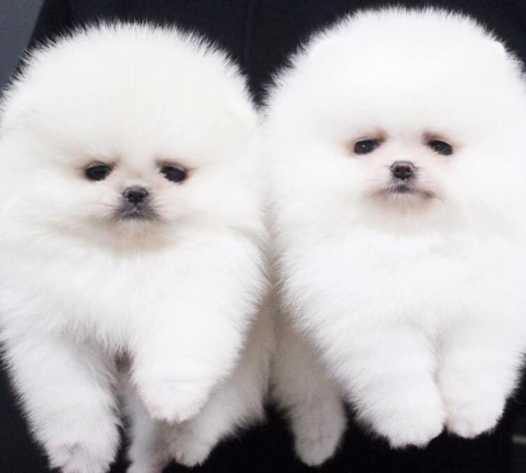 Turkey Puppies Yavrularimiz Pomeranian Beyaz Erkek