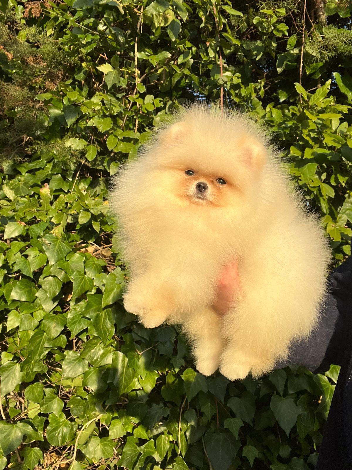 Turkey Puppies Yavrularimiz Susam Pomeranian Boo
