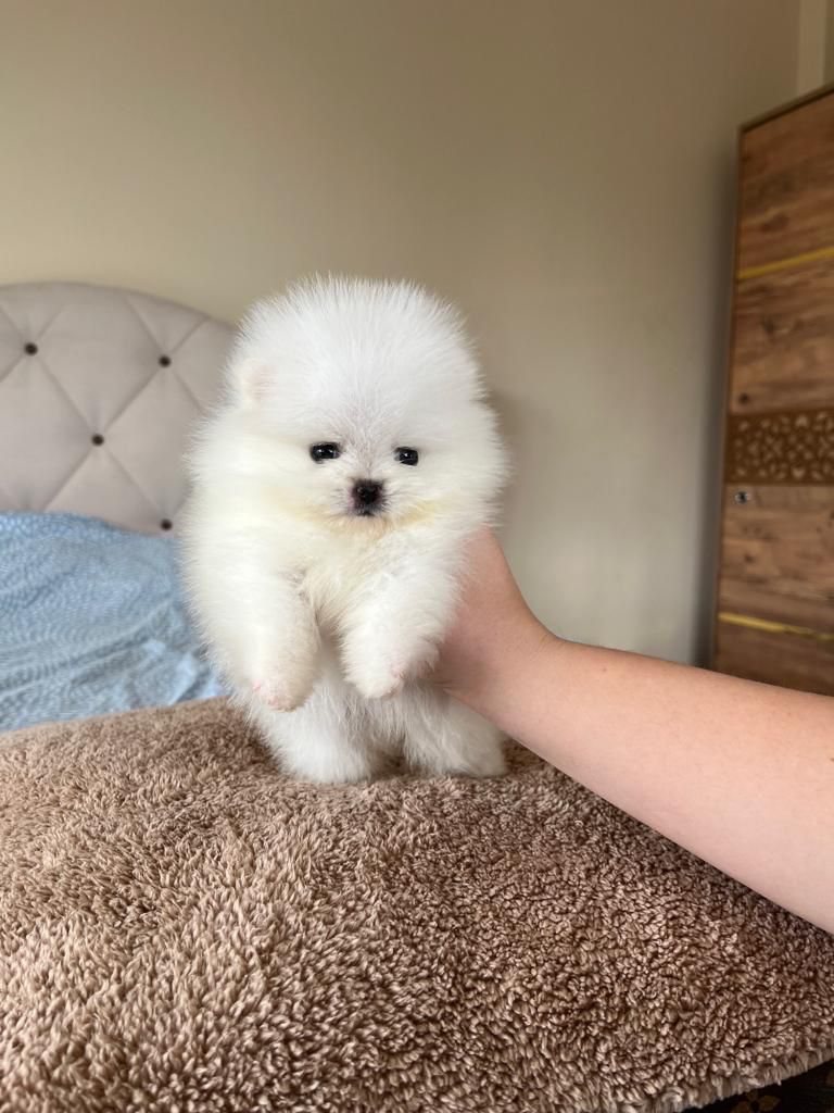 Turkey Puppies Yavrularimiz Kurabiye Pomeranian Boo Beyaz
