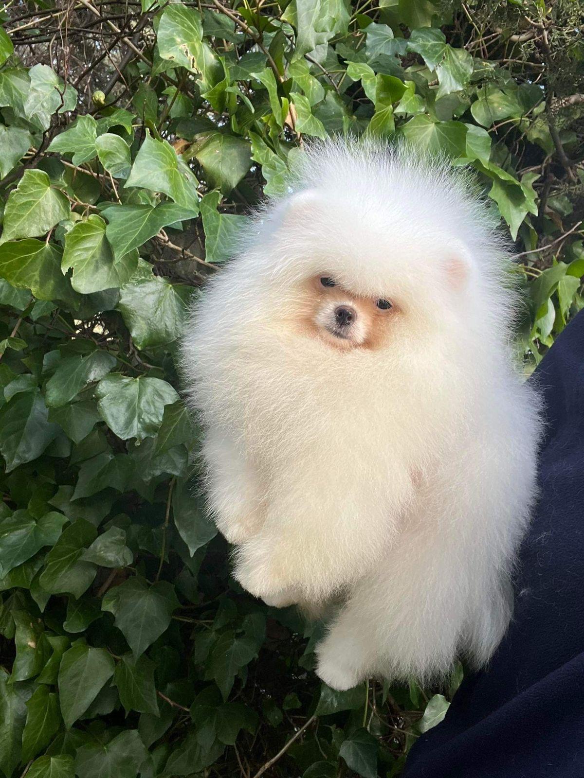 Turkey Puppies Yavrularimiz Odin Pomeranian Boo Beyaz