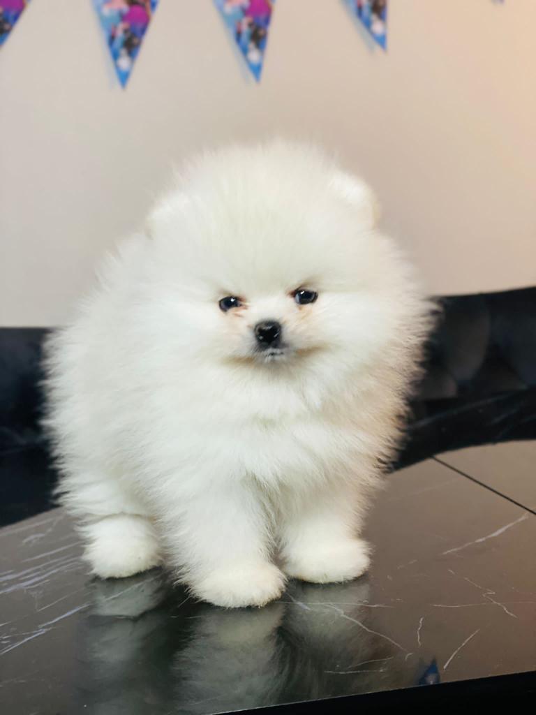 Turkey Puppies Yavrularimiz Bentley Pomeranian Boo