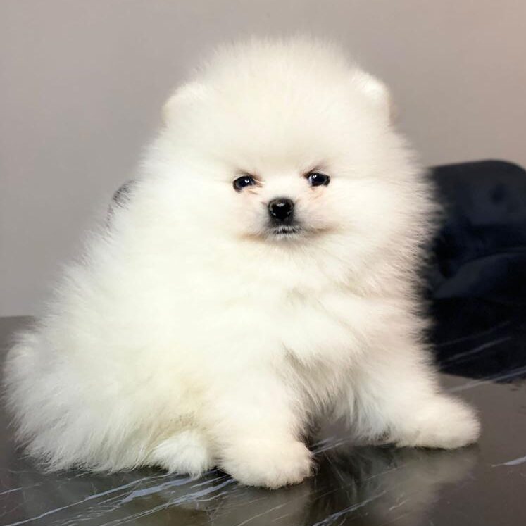 Turkey Puppies Yavrularimiz Bentley Pomeranian Boo