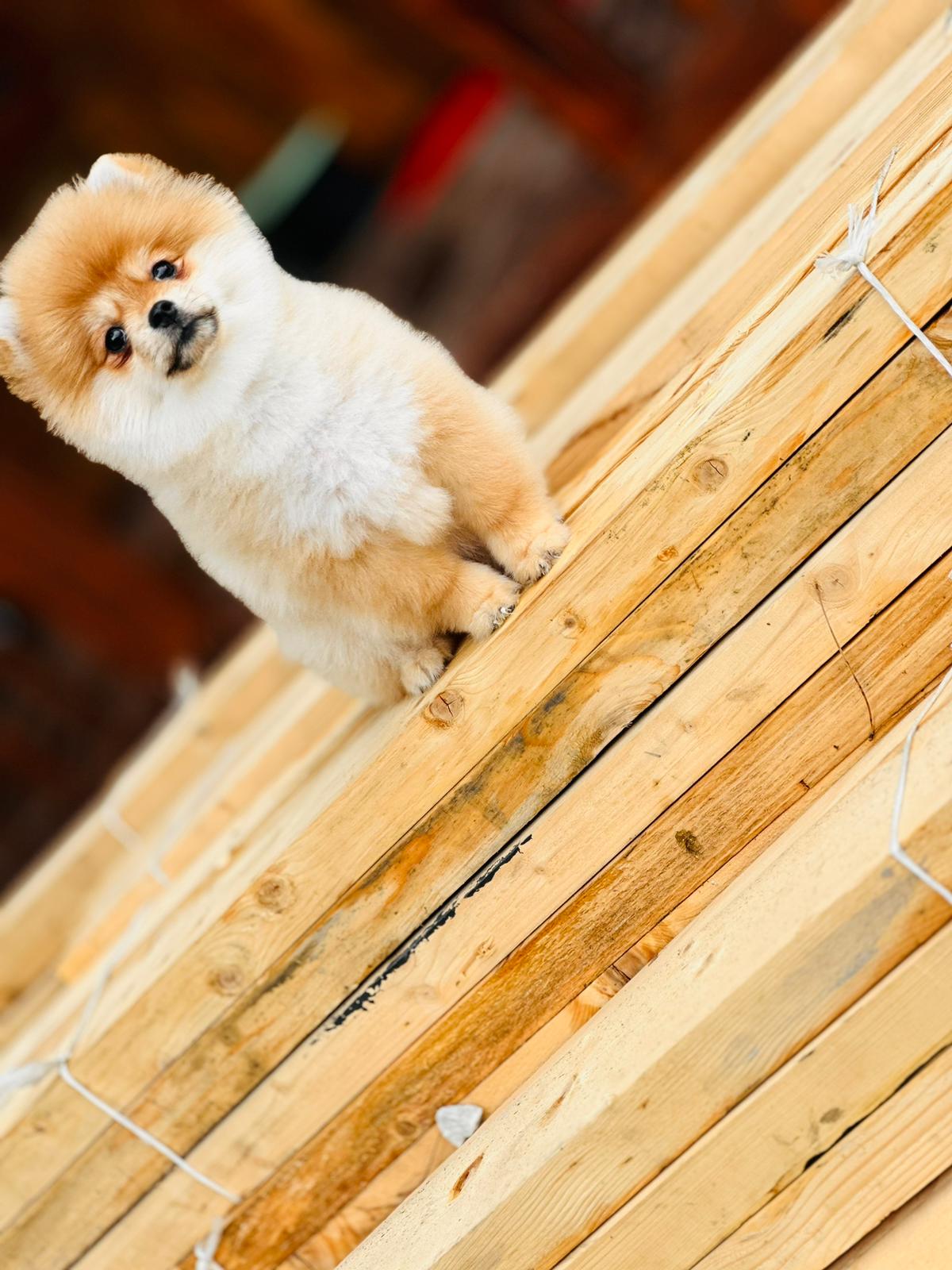 Turkey Puppies Yavrularimiz Ruby Pomeranian Boo