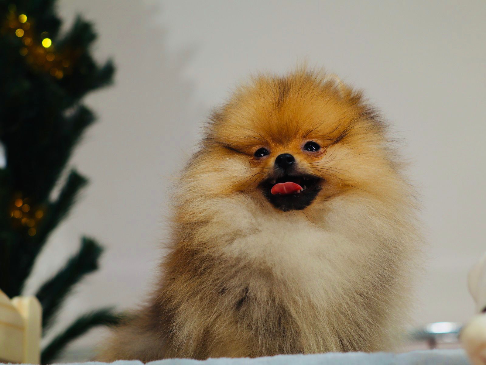 Turkey Puppies Yavrularimiz Sparky Pomeranian Boo