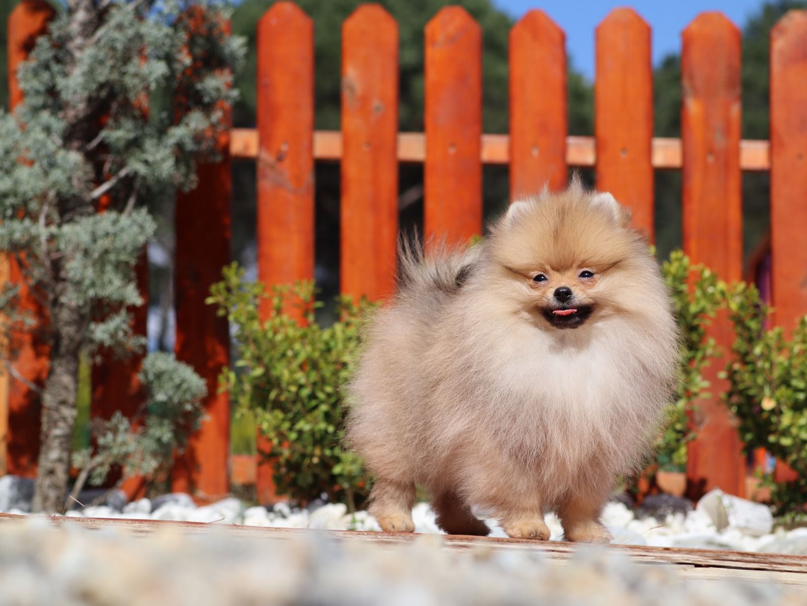 Turkey Puppies Yavrularimiz Milo Pomeranian Boo