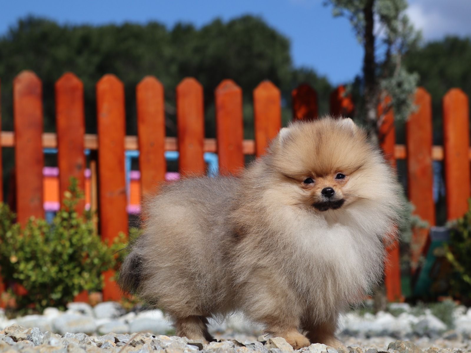 Turkey Puppies Yavrularimiz Milo Pomeranian Boo