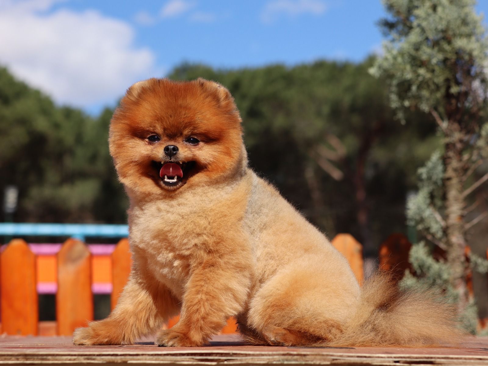 Turkey Puppies Yavrularimiz Rascal Pomeranian Boo