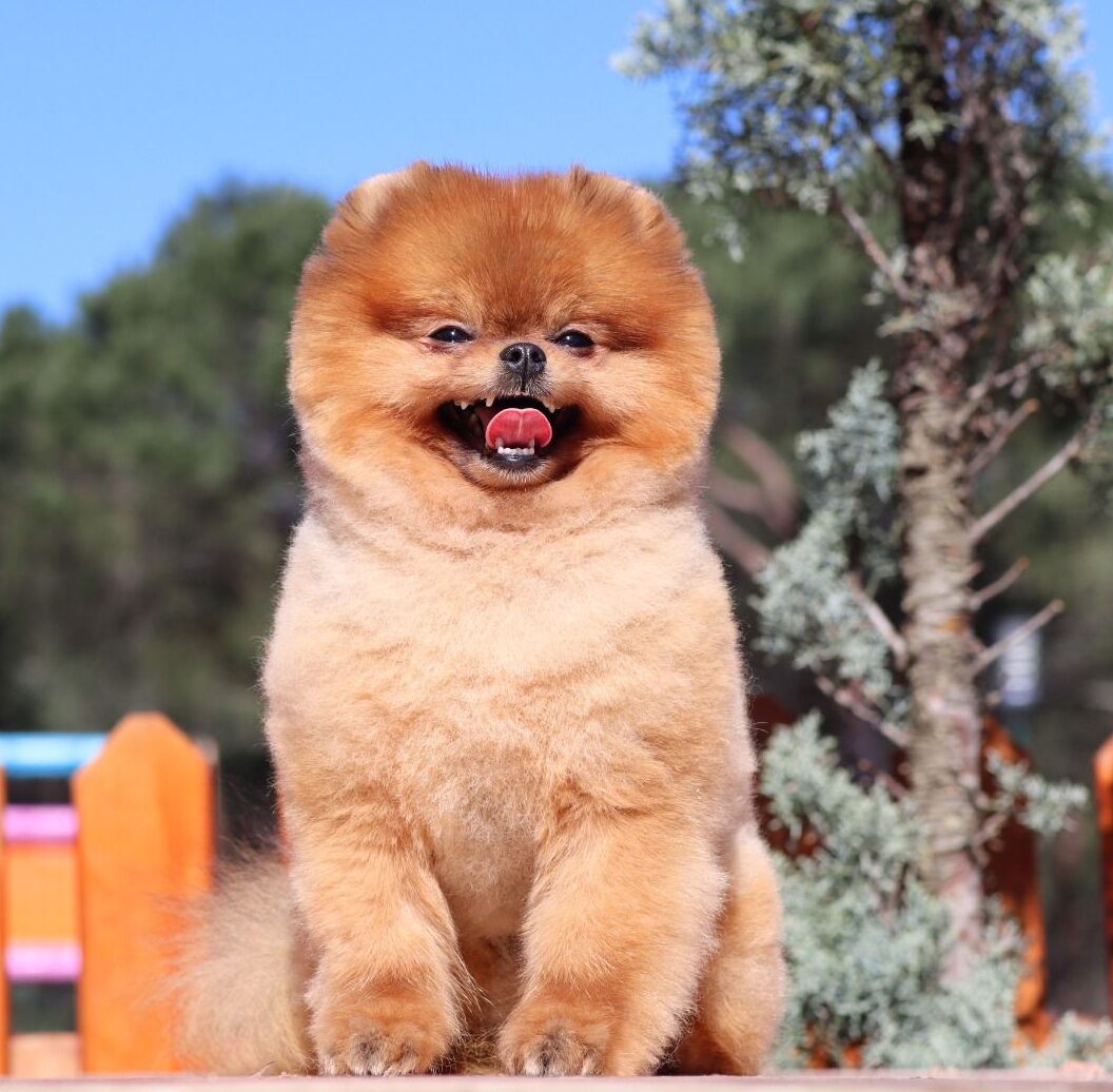 Turkey Puppies Yavrularimiz Rascal Pomeranian Boo