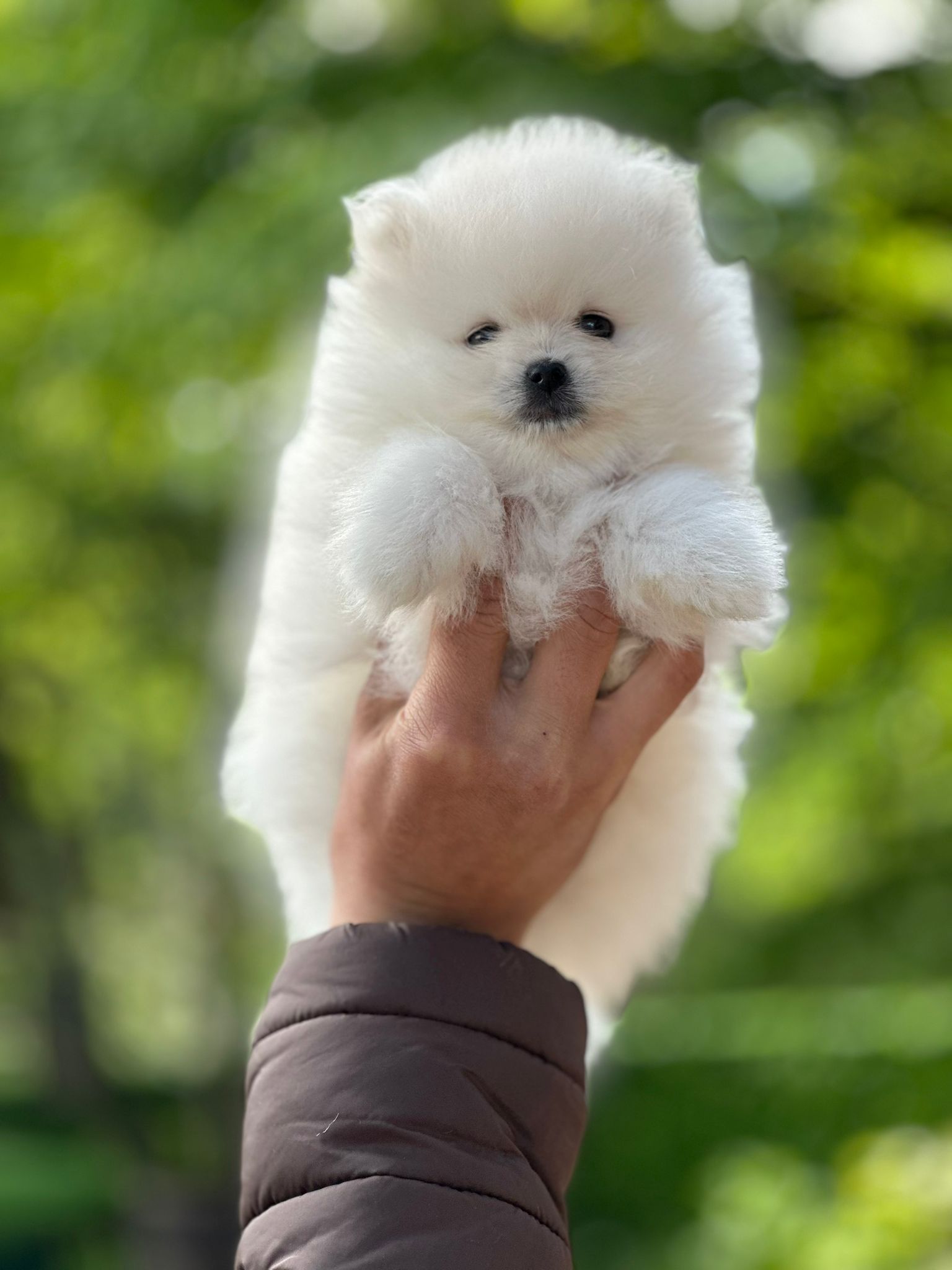 Turkey Puppies Yavrularimiz Munchkin Pomeranian Boo