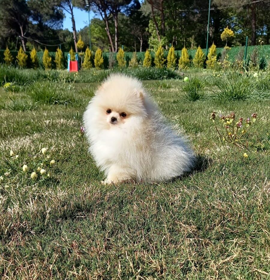 Turkey Puppies Yavrularimiz Trixie Pomeranian Boo