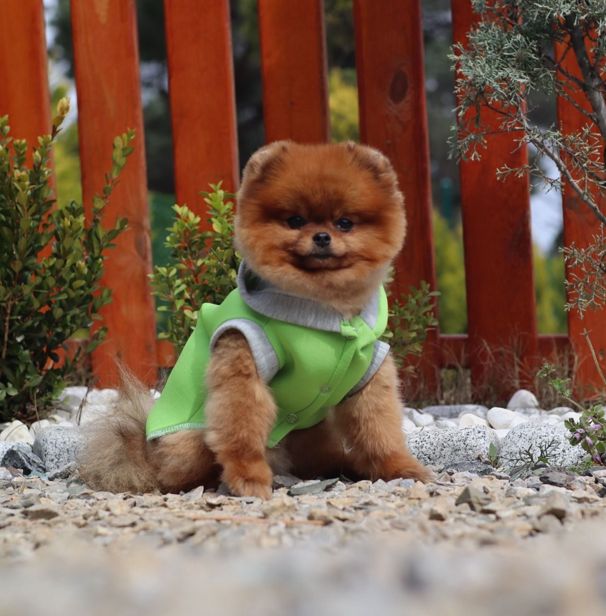 Turkey Puppies Yavrularimiz Zandra Pomeranian Boo