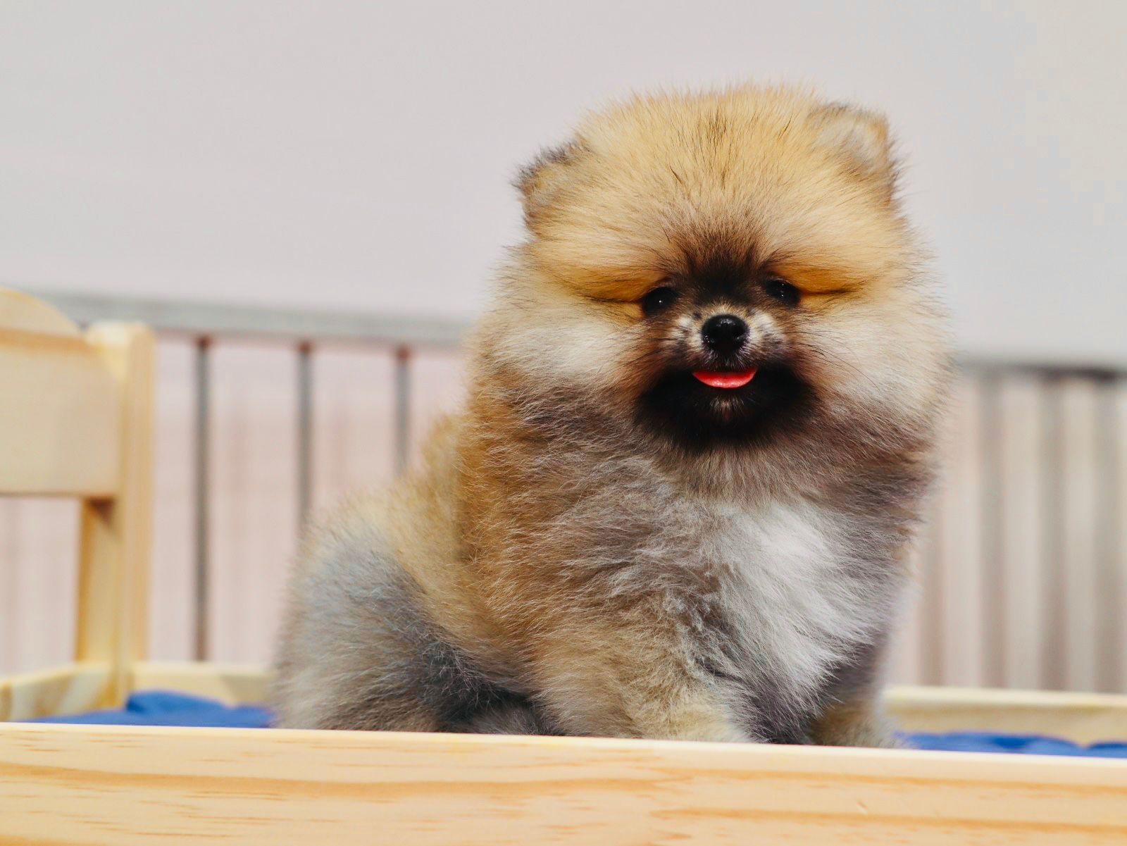Turkey Puppies Yavrularimiz Rolo Pomeranian Boo