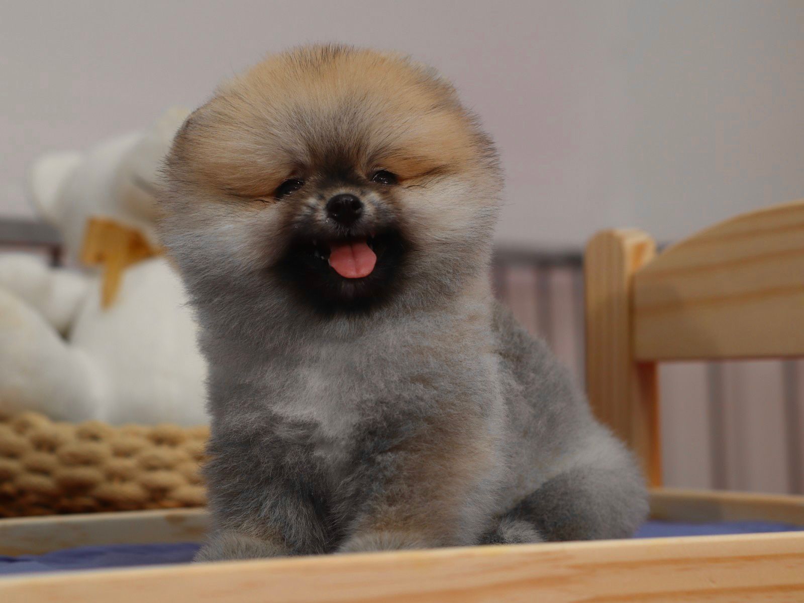 Turkey Puppies Yavrularimiz Gabby Pomeranian Boo