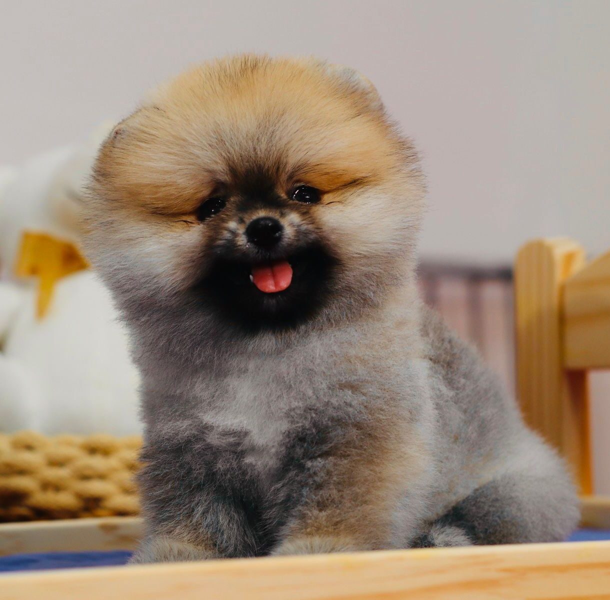 Turkey Puppies Yavrularimiz Gabby Pomeranian Boo